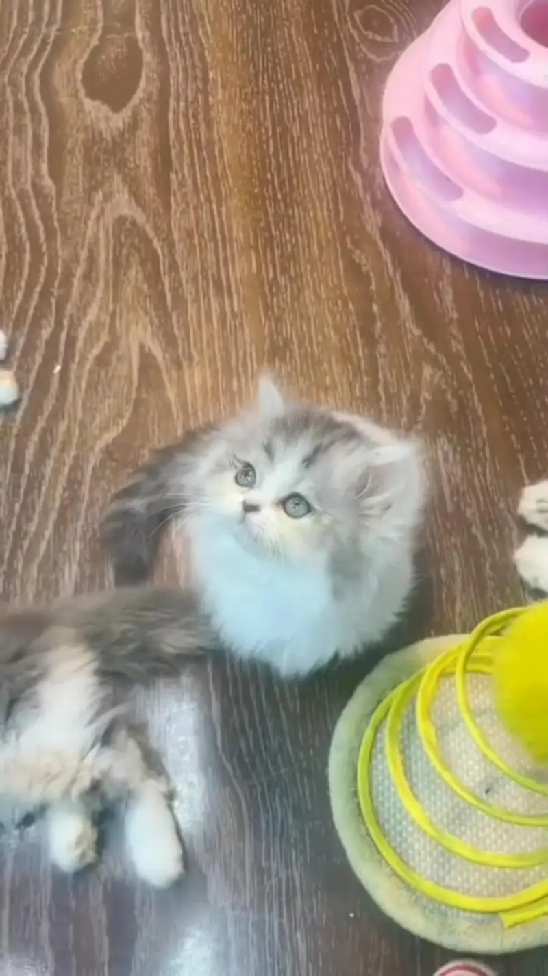 Persian kittens triple coat punch face 03444272486 WhatsApp