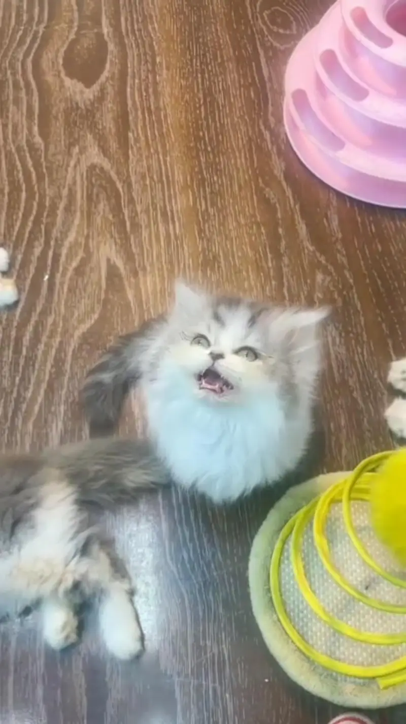 Persian kittens triple coat punch face 03444272486 WhatsApp — photo 2