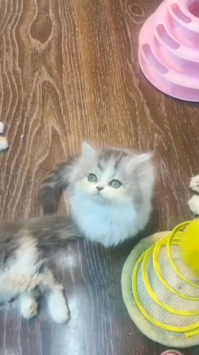 Persian kittens triple coat punch face 03444272486 WhatsApp — photo 3