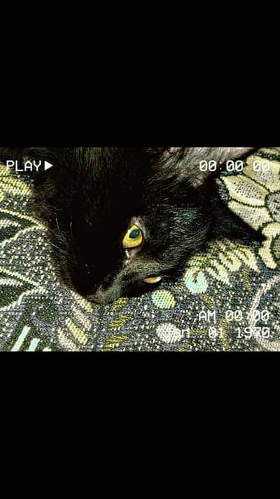 a male cat