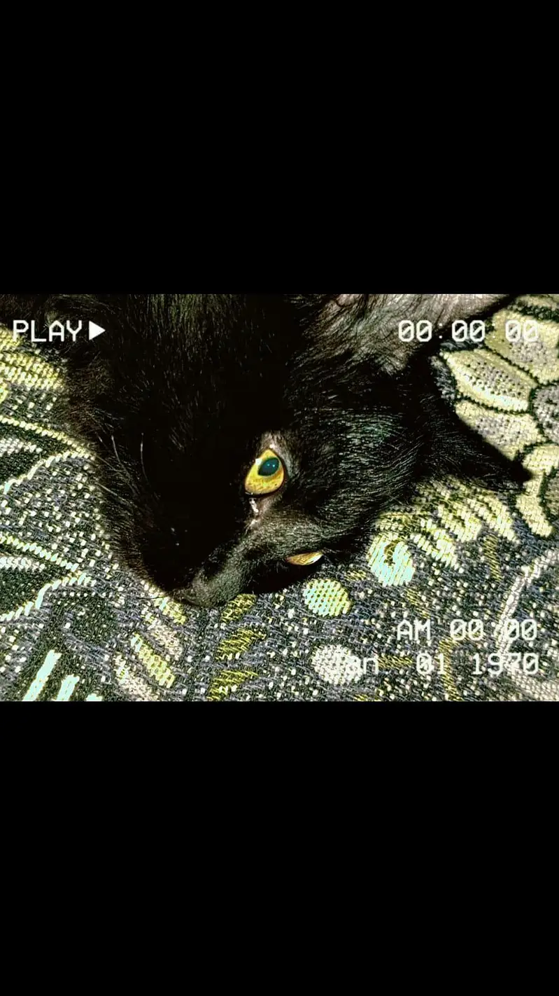 a male cat