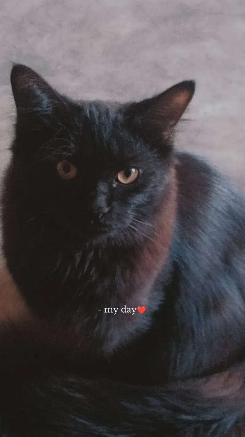 a male cat — photo 2