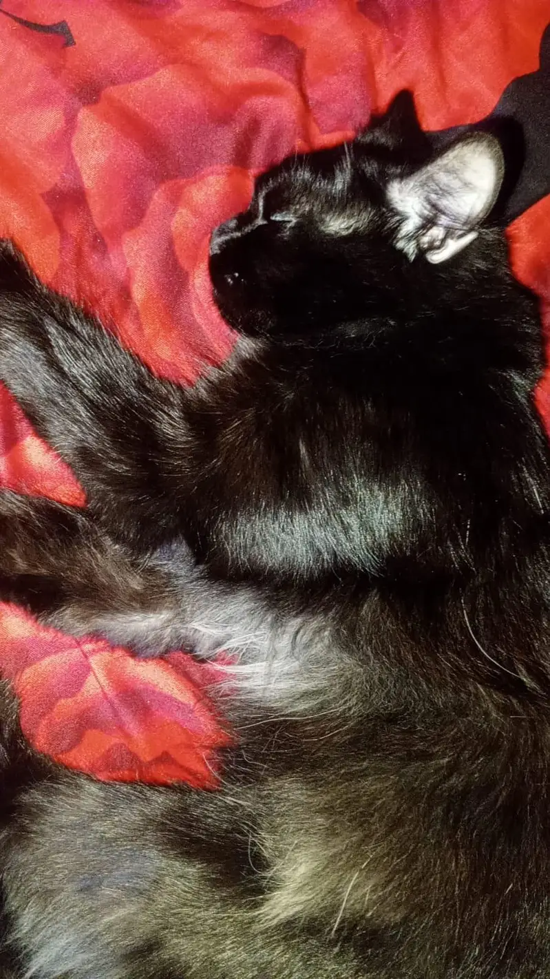 a male cat — photo 3