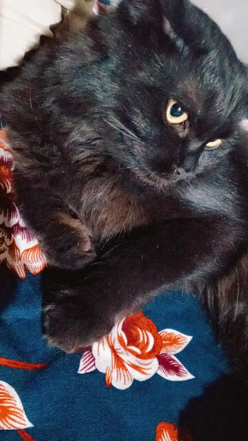 a male cat — photo 4