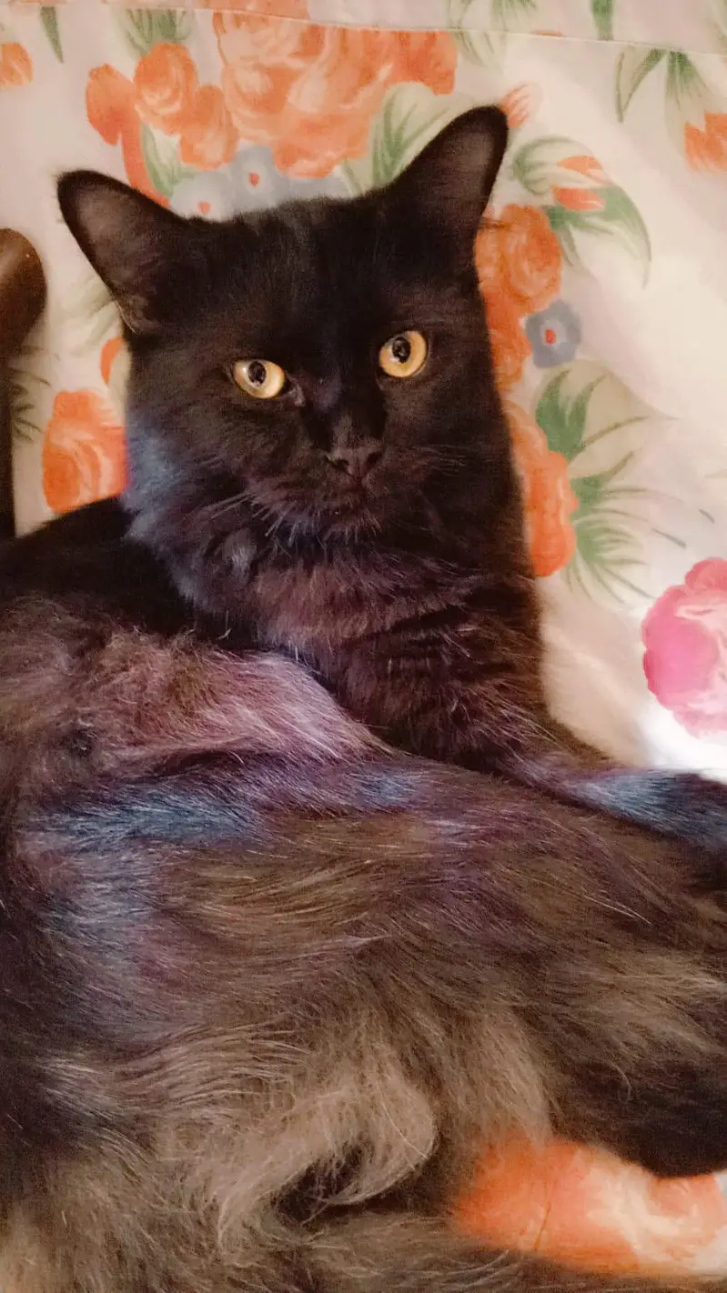 a male cat — photo 5