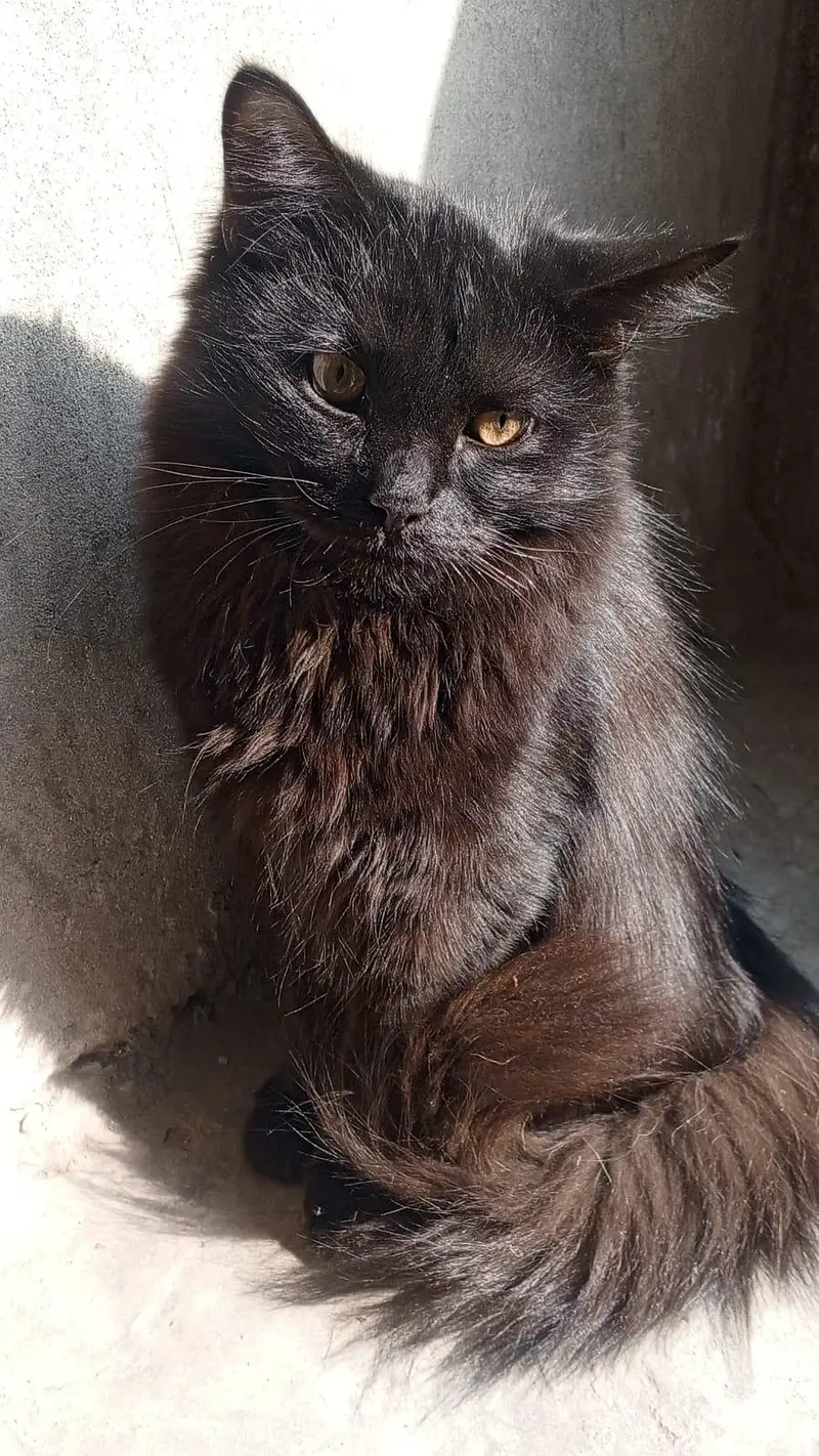a male cat — photo 7