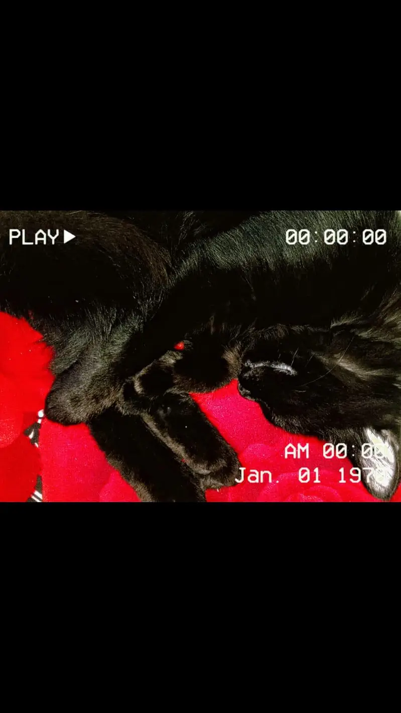 a male cat — photo 8