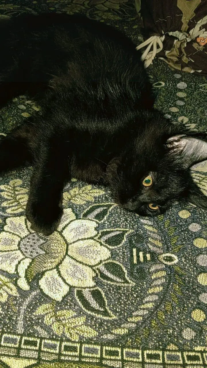 a male cat — photo 9