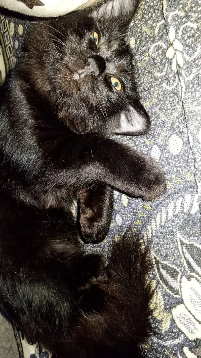 a male cat — photo 10