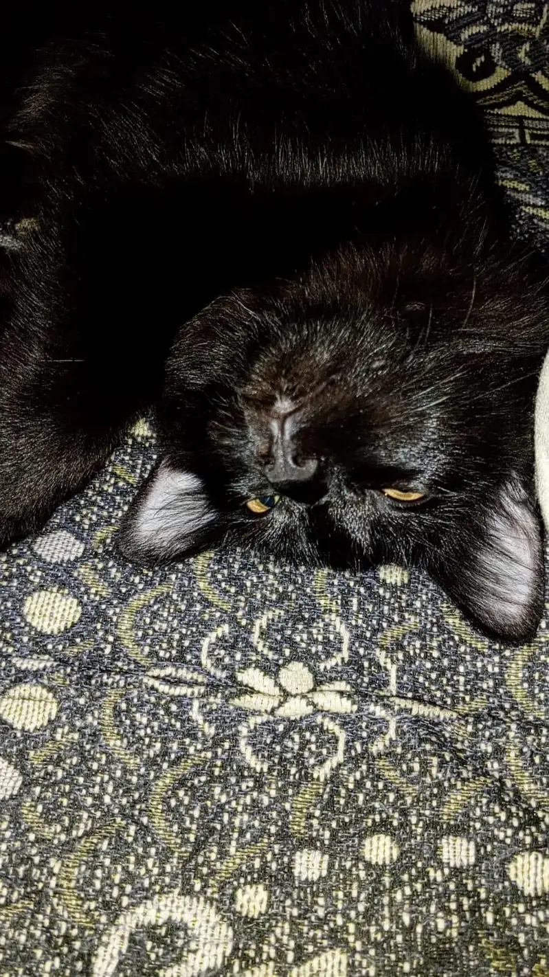 a male cat — photo 11