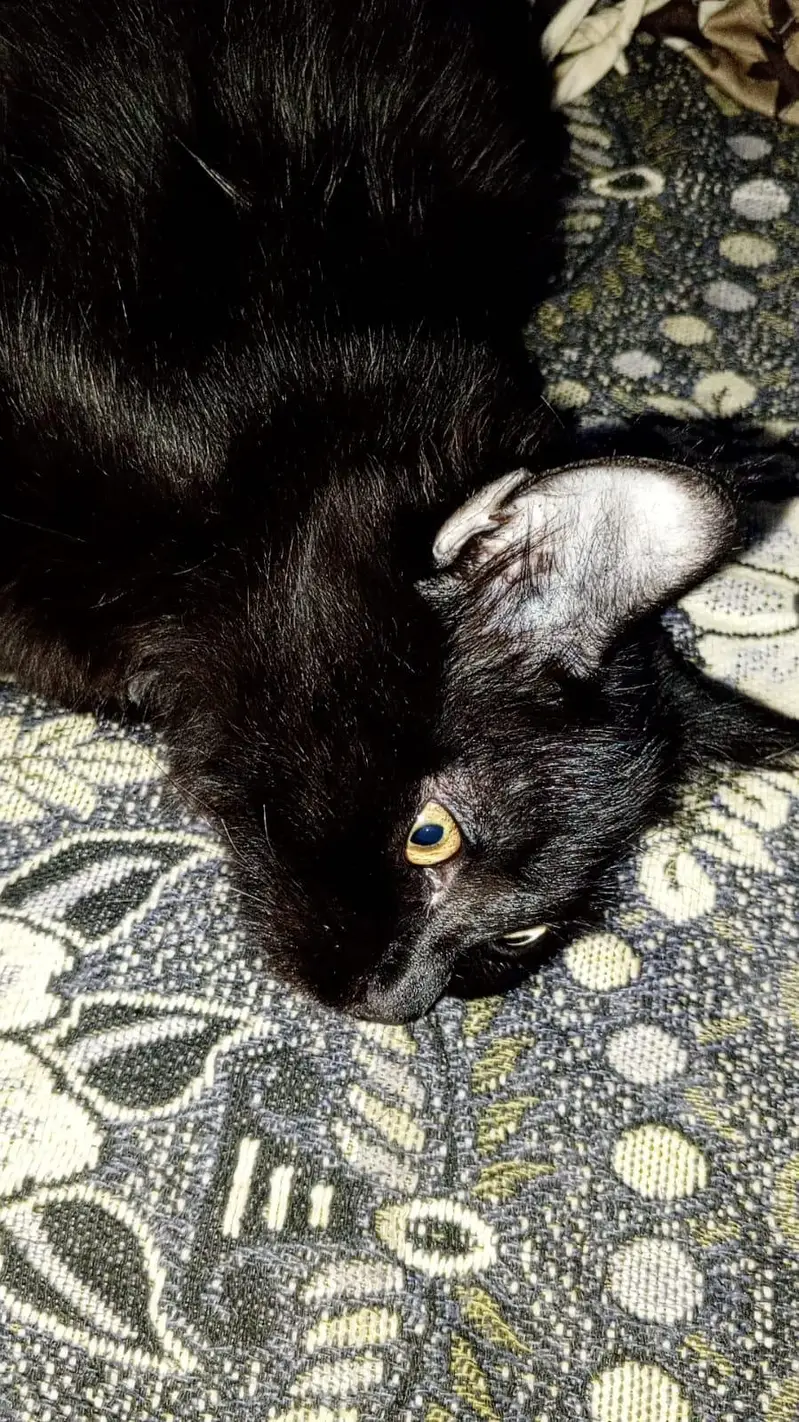 a male cat — photo 12