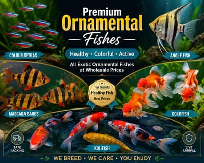 All type of Ornament fish at wholesale price
