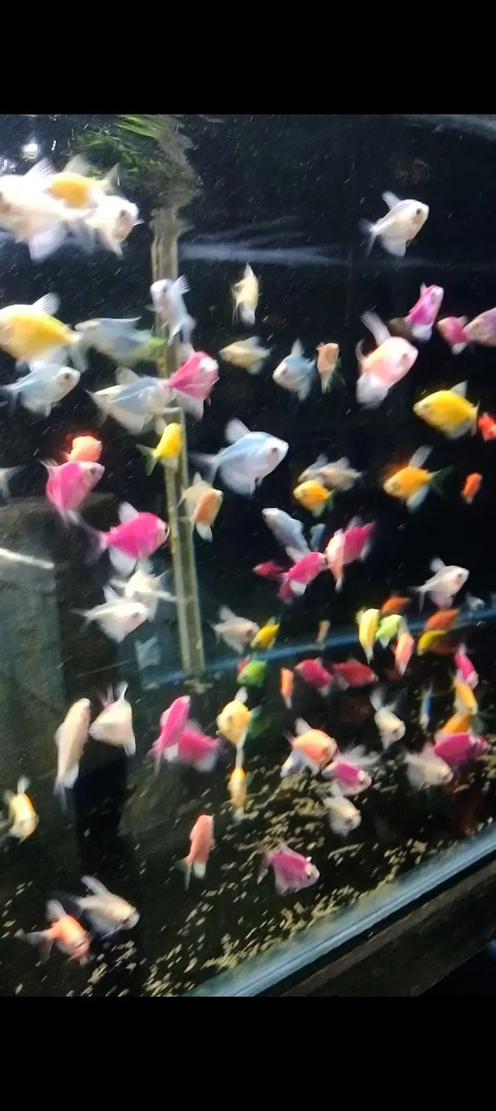 All type of Ornament fish at wholesale price — photo 2