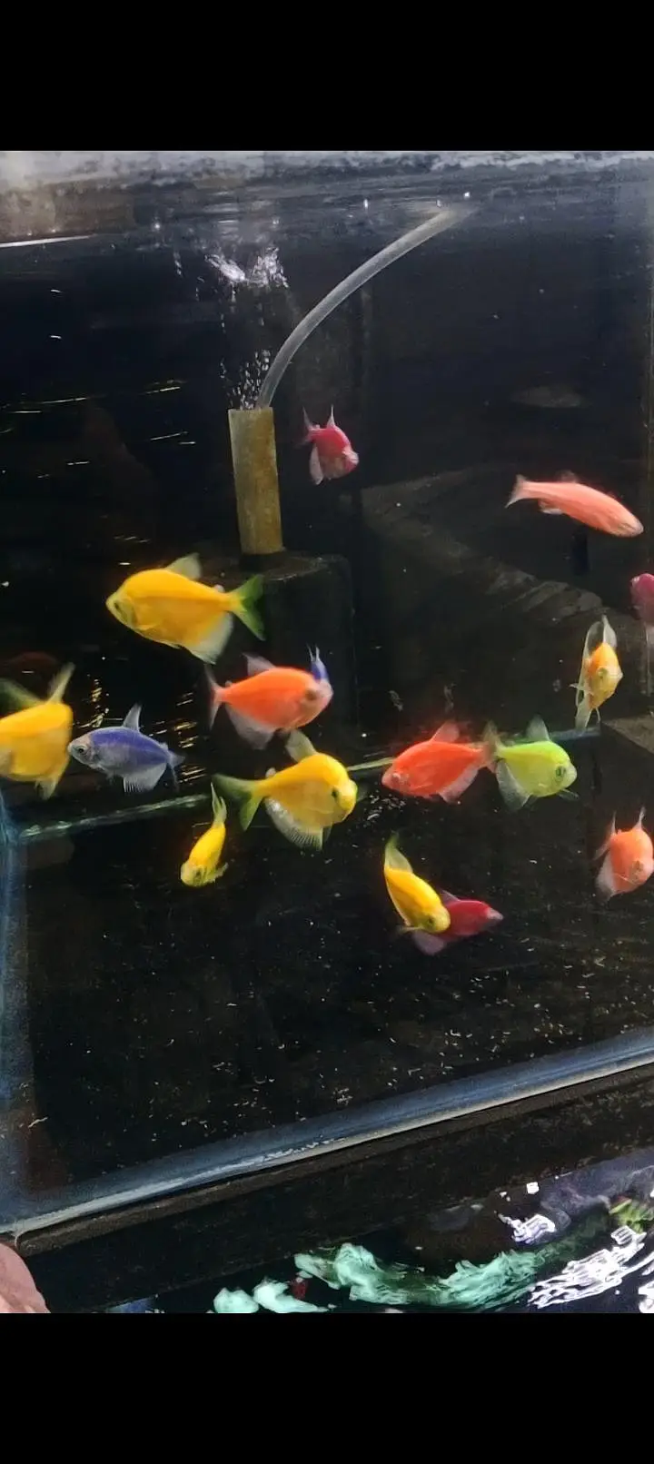 All type of Ornament fish at wholesale price — photo 3
