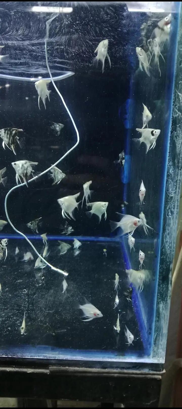 All type of Ornament fish at wholesale price — photo 7