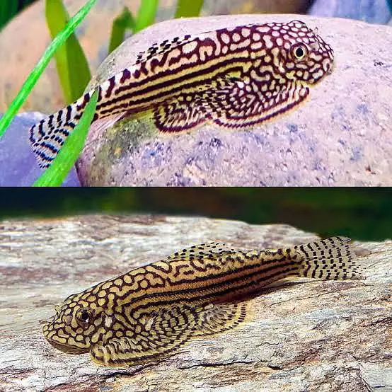 All type of Ornament fish at wholesale price — photo 8