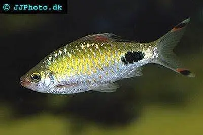 All type of Ornament fish at wholesale price — photo 9