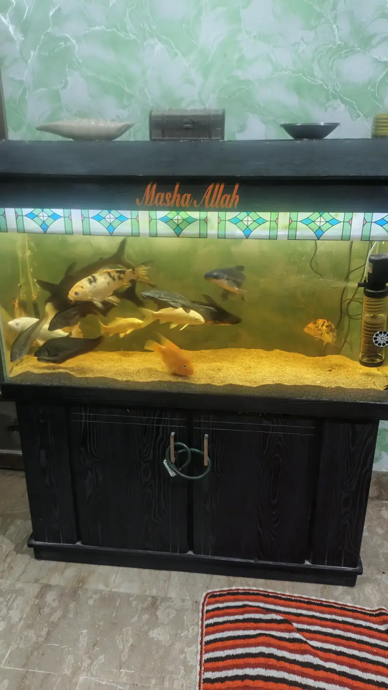Aquarium — photo 5