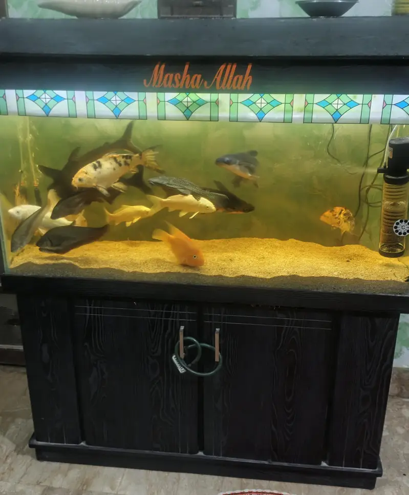 Aquarium — photo 10