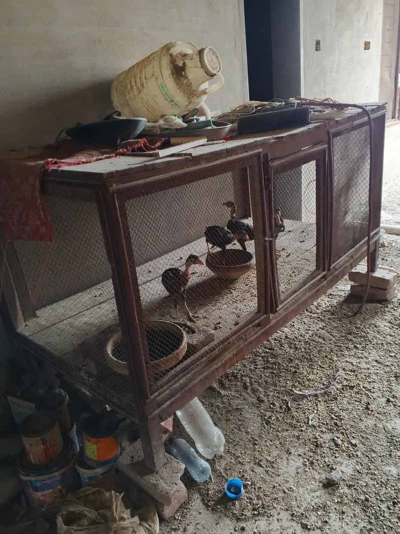 Reza Aseel complete setup avalible for sale — photo 4