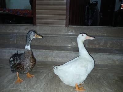 pair  of breeding duck