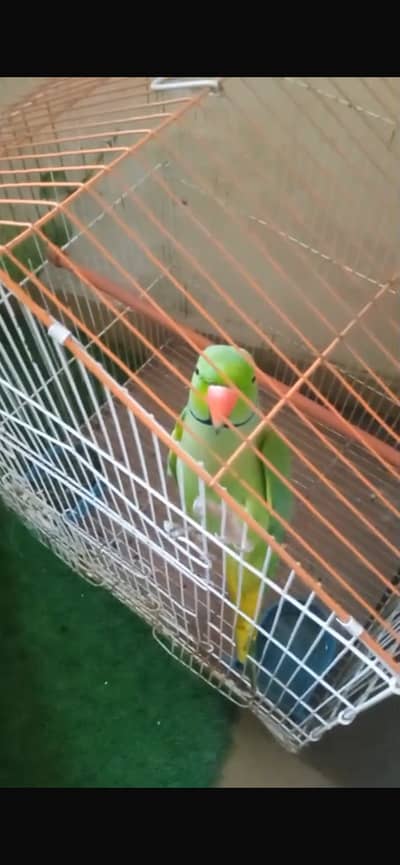 Raw khata parrot for sale