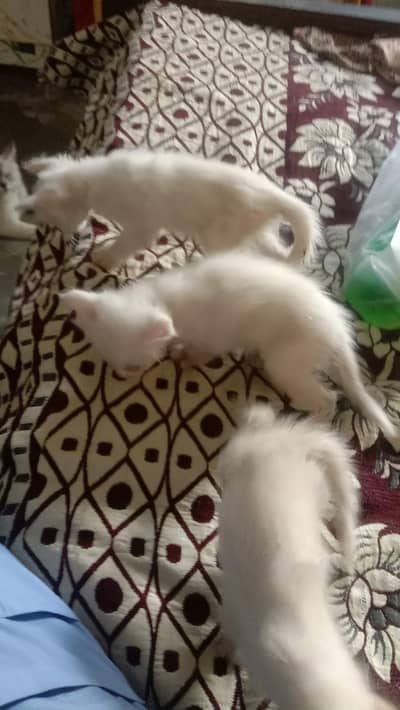 Persian kittens for sale 4 hzar Ka aik bcha