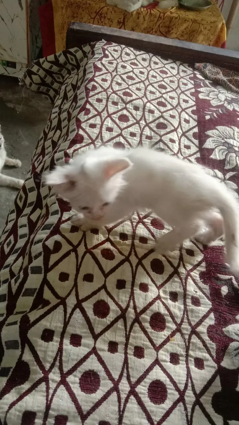 Persian kittens for sale 4 hzar Ka aik bcha — photo 2