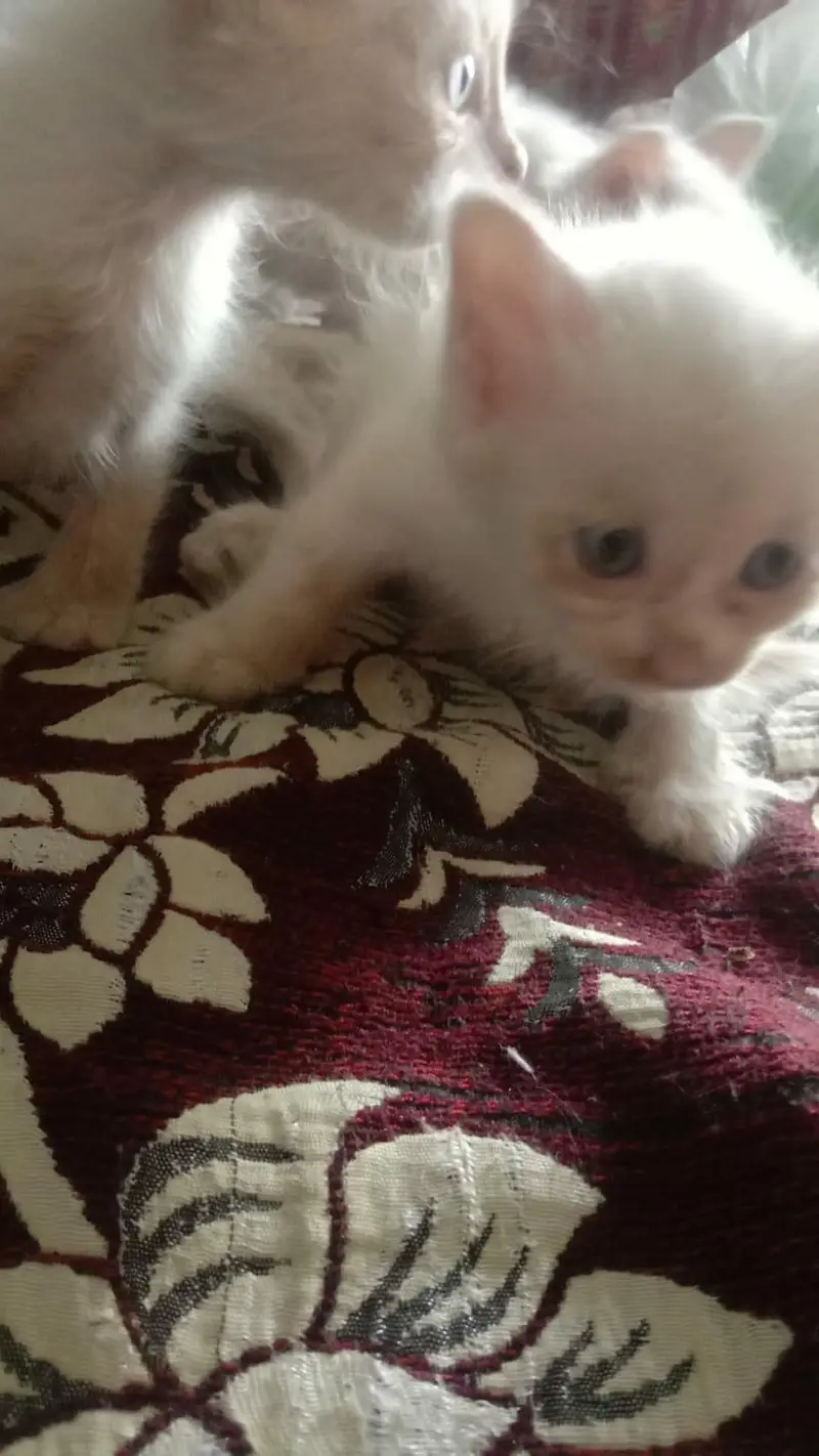 Persian kittens for sale 4 hzar Ka aik bcha — photo 4