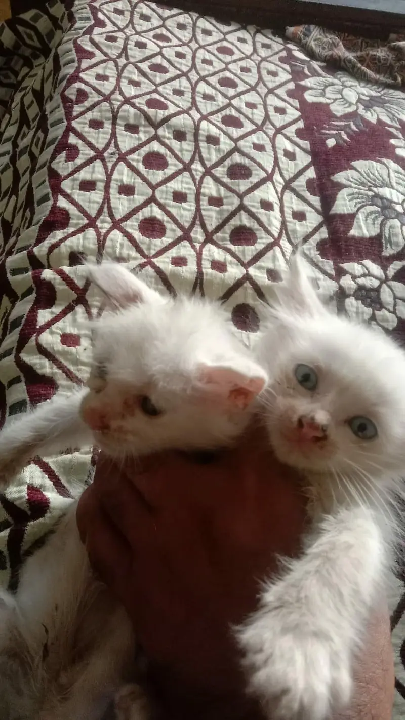 Persian kittens for sale 4 hzar Ka aik bcha — photo 5