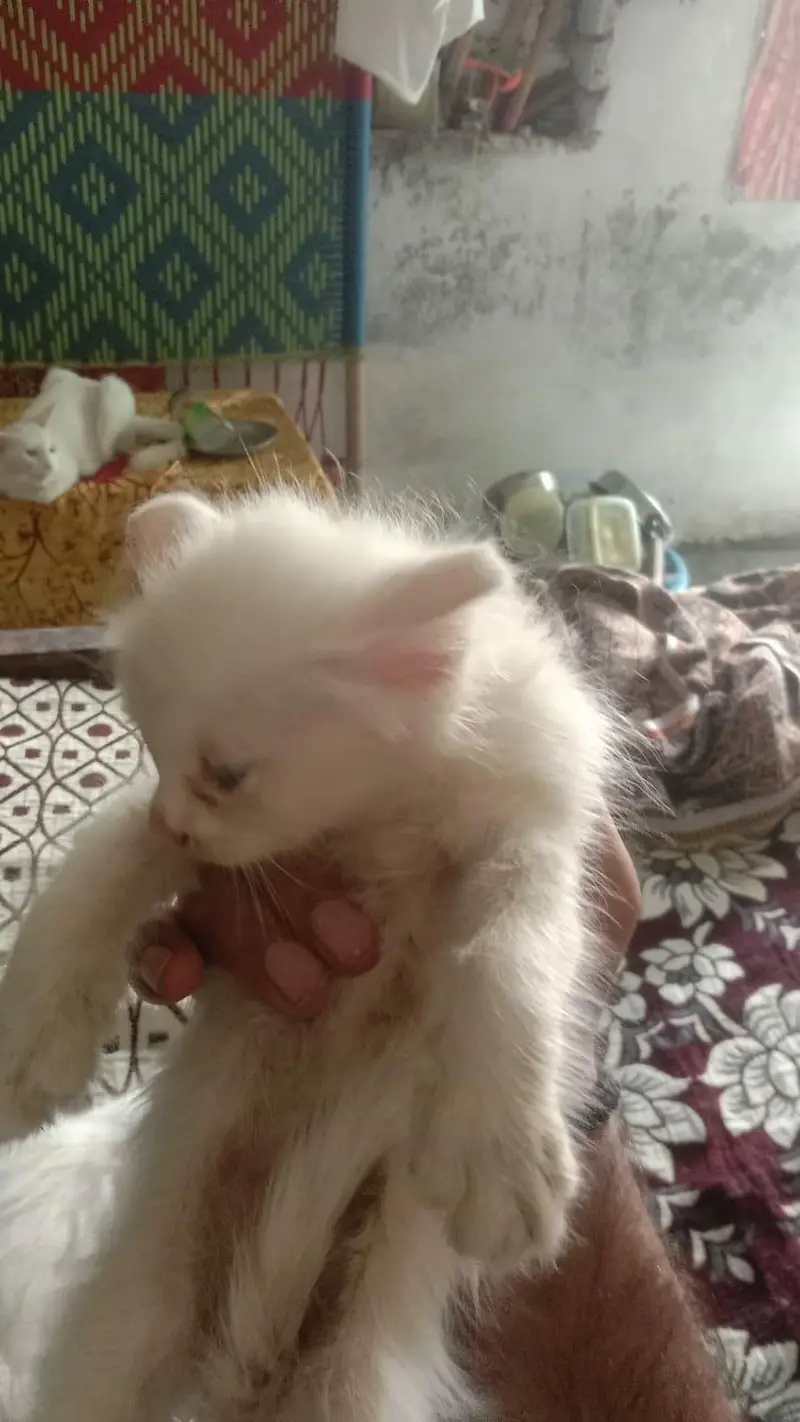 Persian kittens for sale 4 hzar Ka aik bcha — photo 7