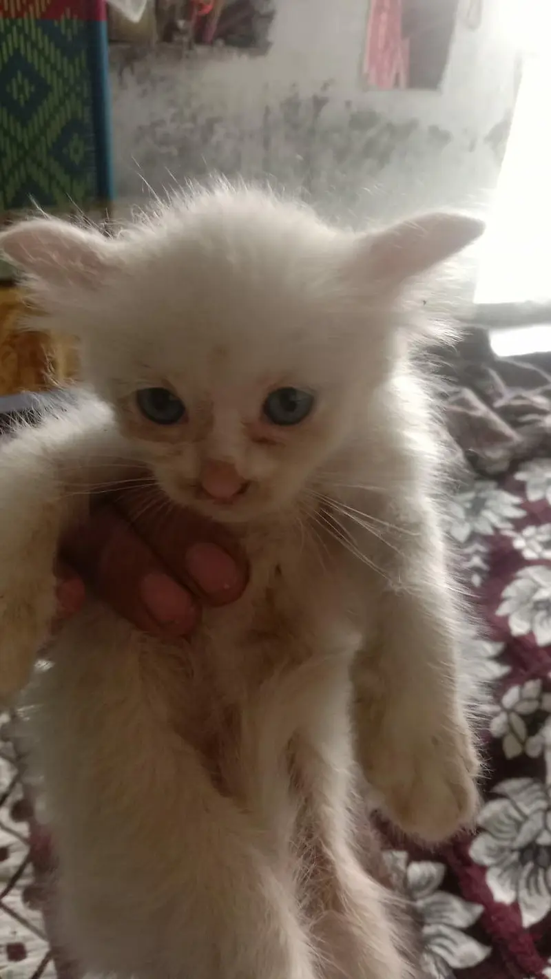 Persian kittens for sale 4 hzar Ka aik bcha — photo 8