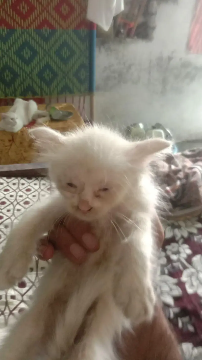 Persian kittens for sale 4 hzar Ka aik bcha — photo 9