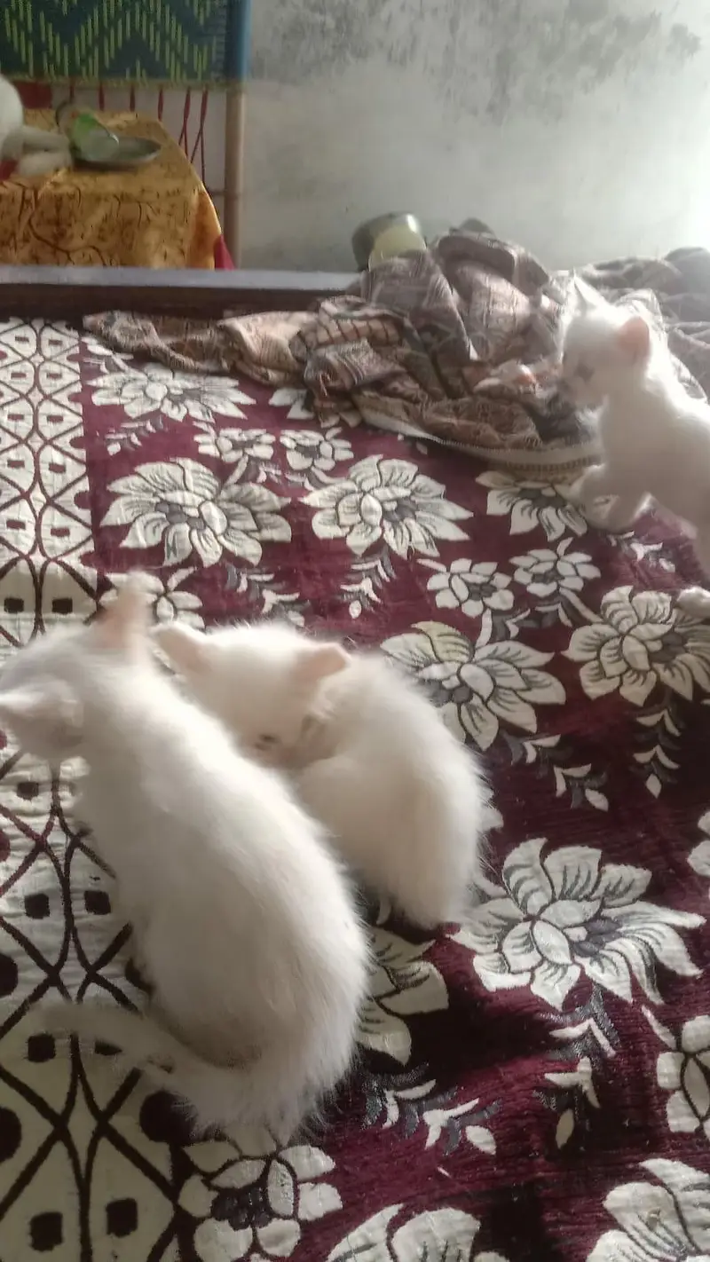 Persian kittens for sale 4 hzar Ka aik bcha — photo 10