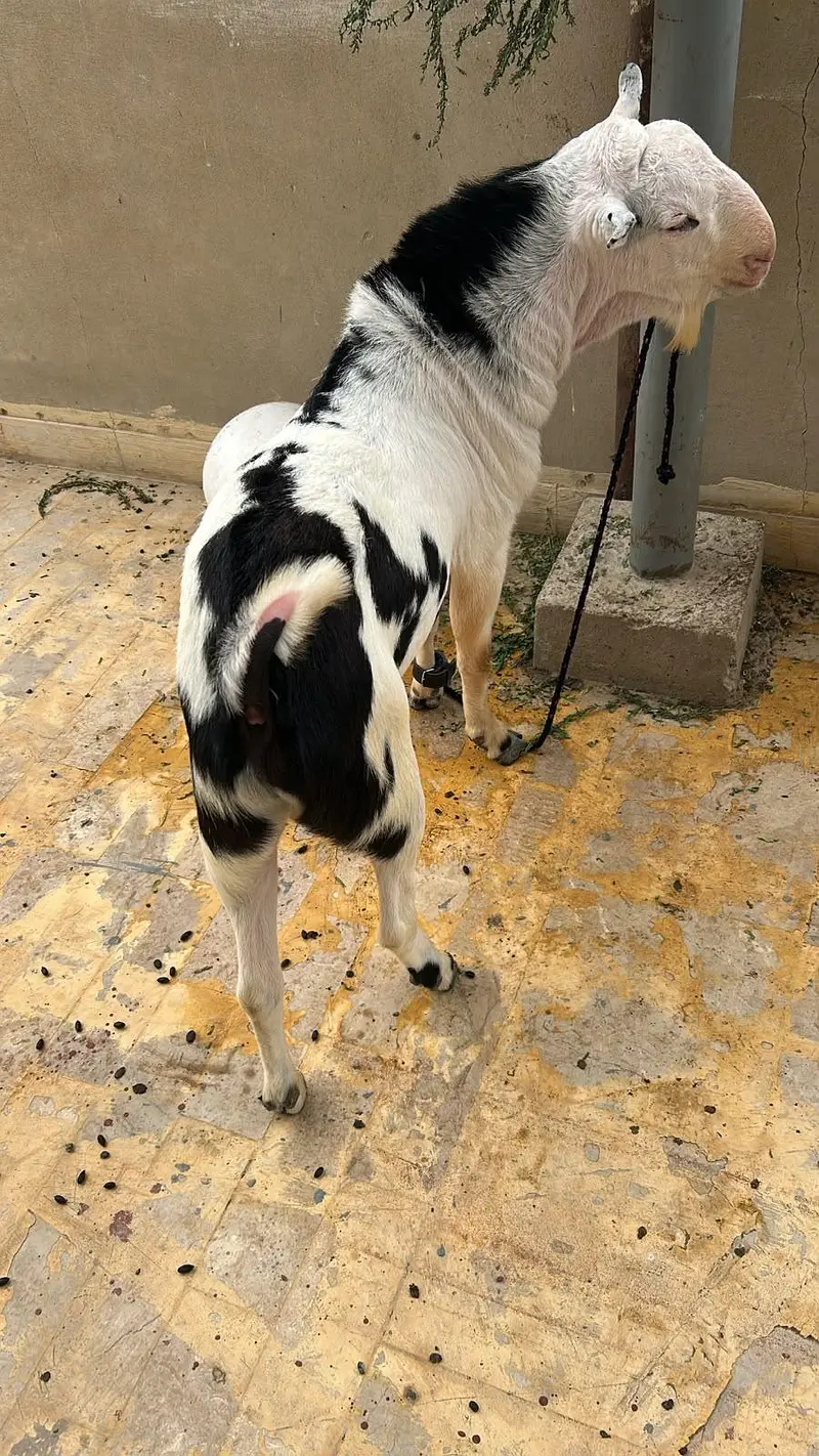 top quality abluck breeder — photo 2