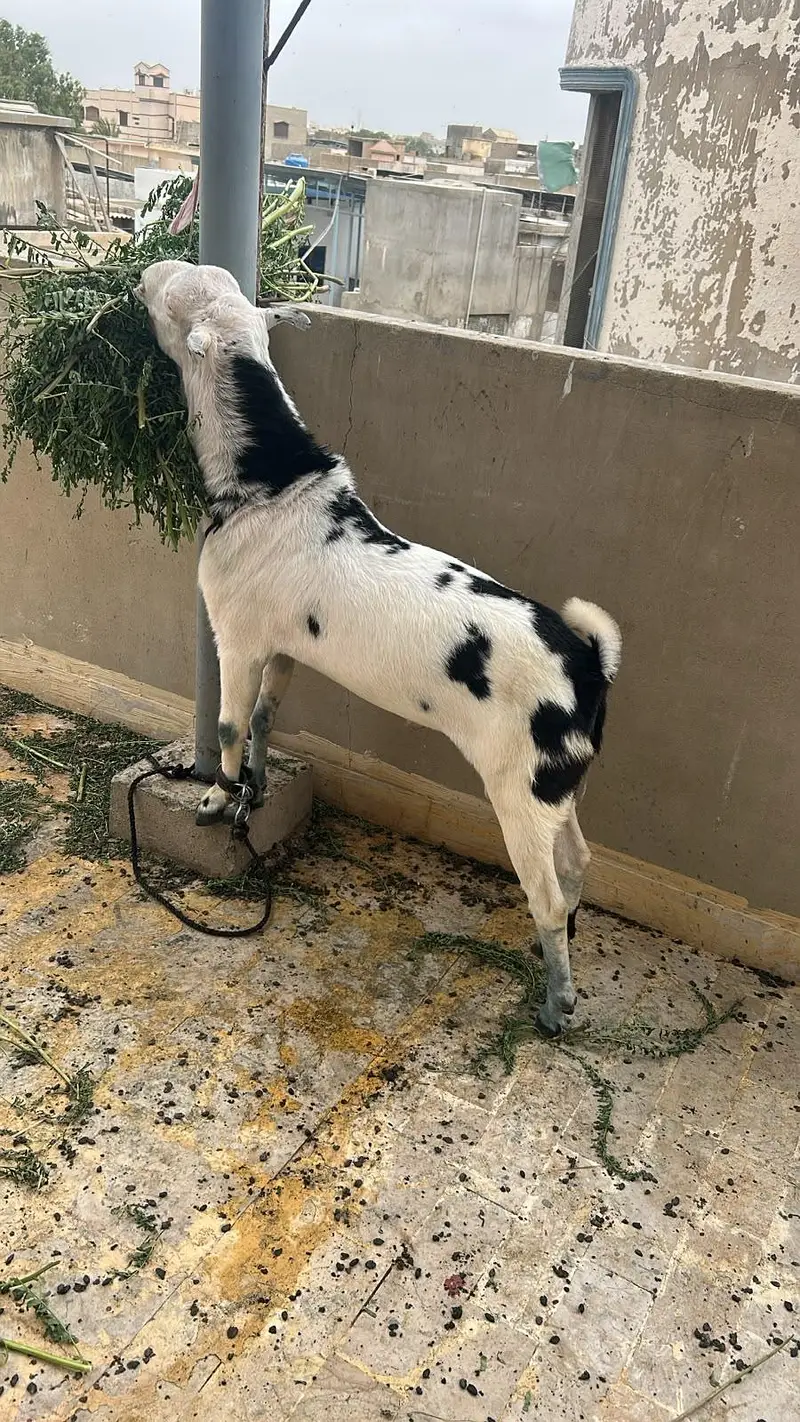 top quality abluck breeder — photo 3