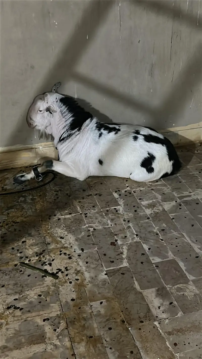 top quality abluck breeder — photo 4