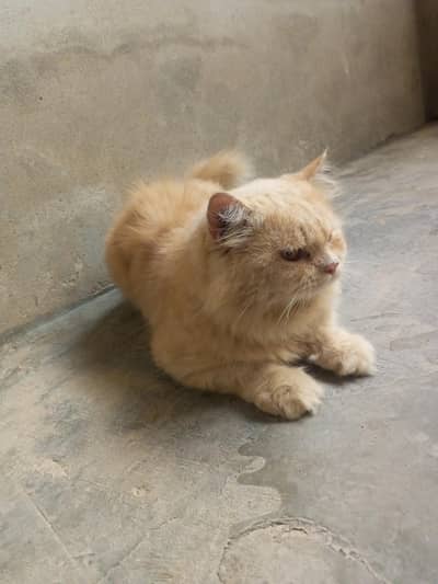 Male cat for sale