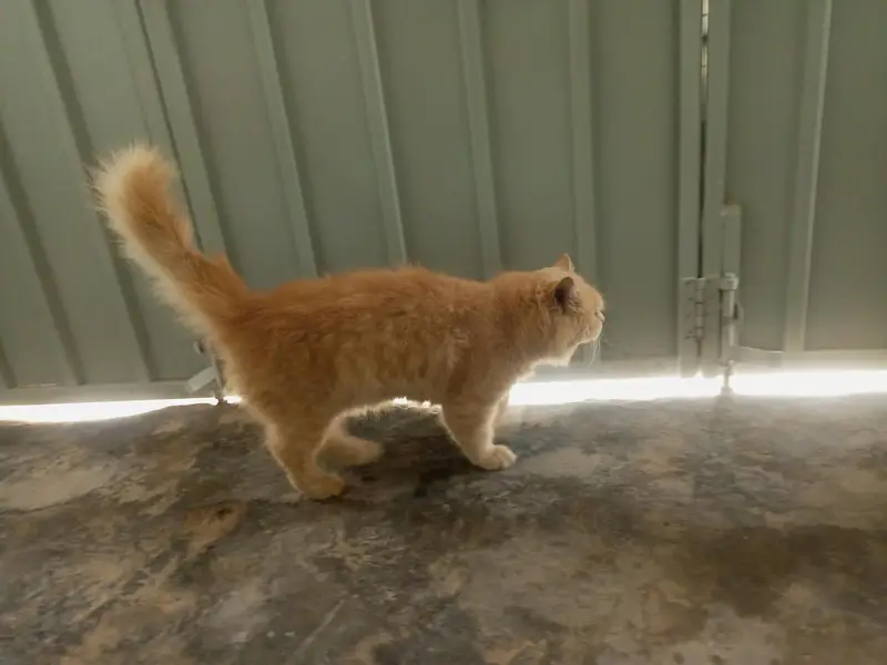 Male cat for sale — photo 2