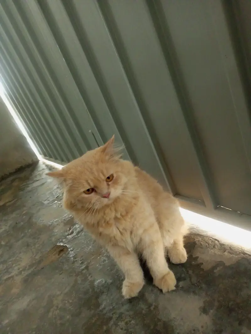 Male cat for sale — photo 3