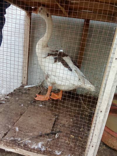 Goose
