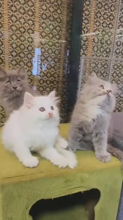 Persian kittens triple coat punch face 03444272486 WhatsApp