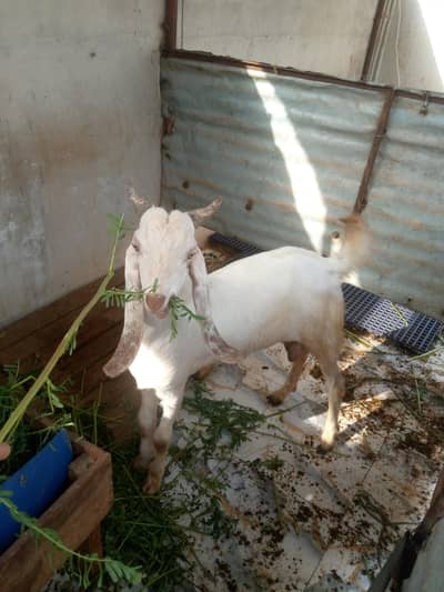 Desi Bakra