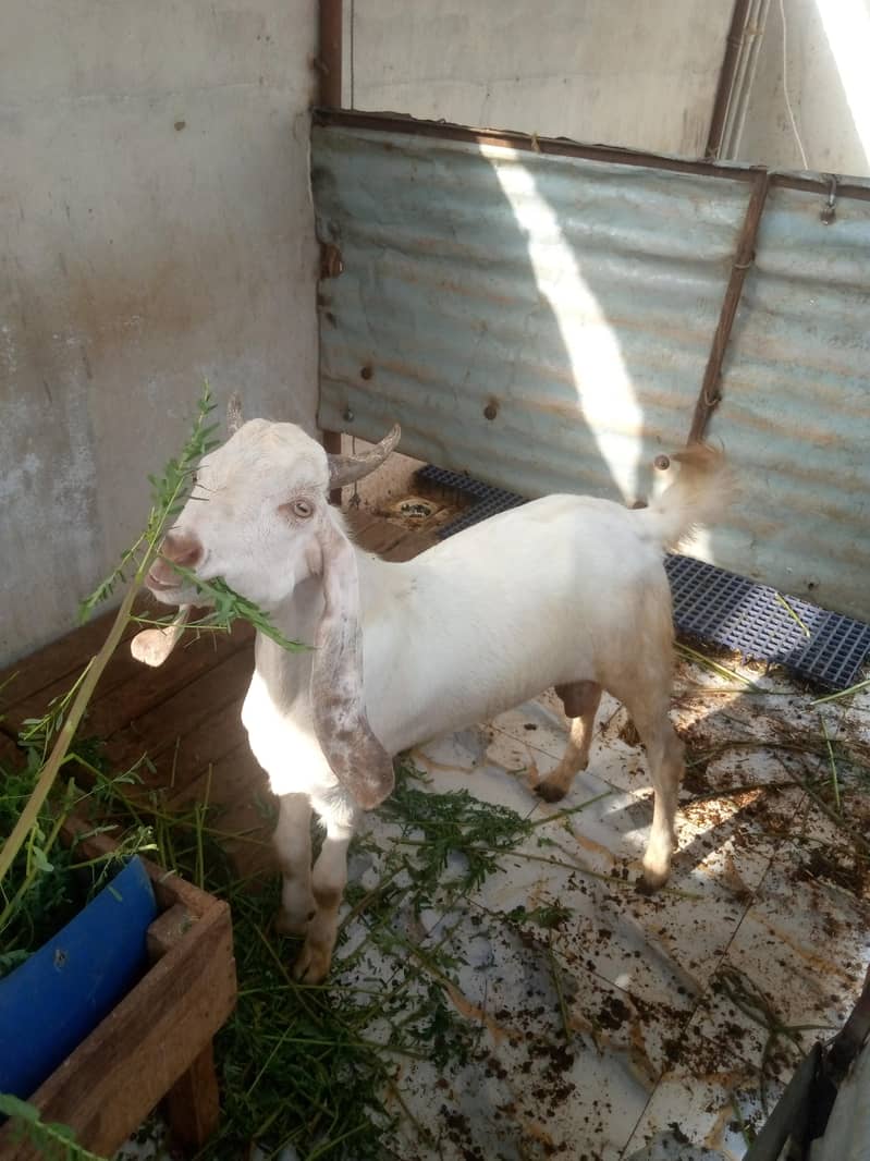 Desi Bakra 1