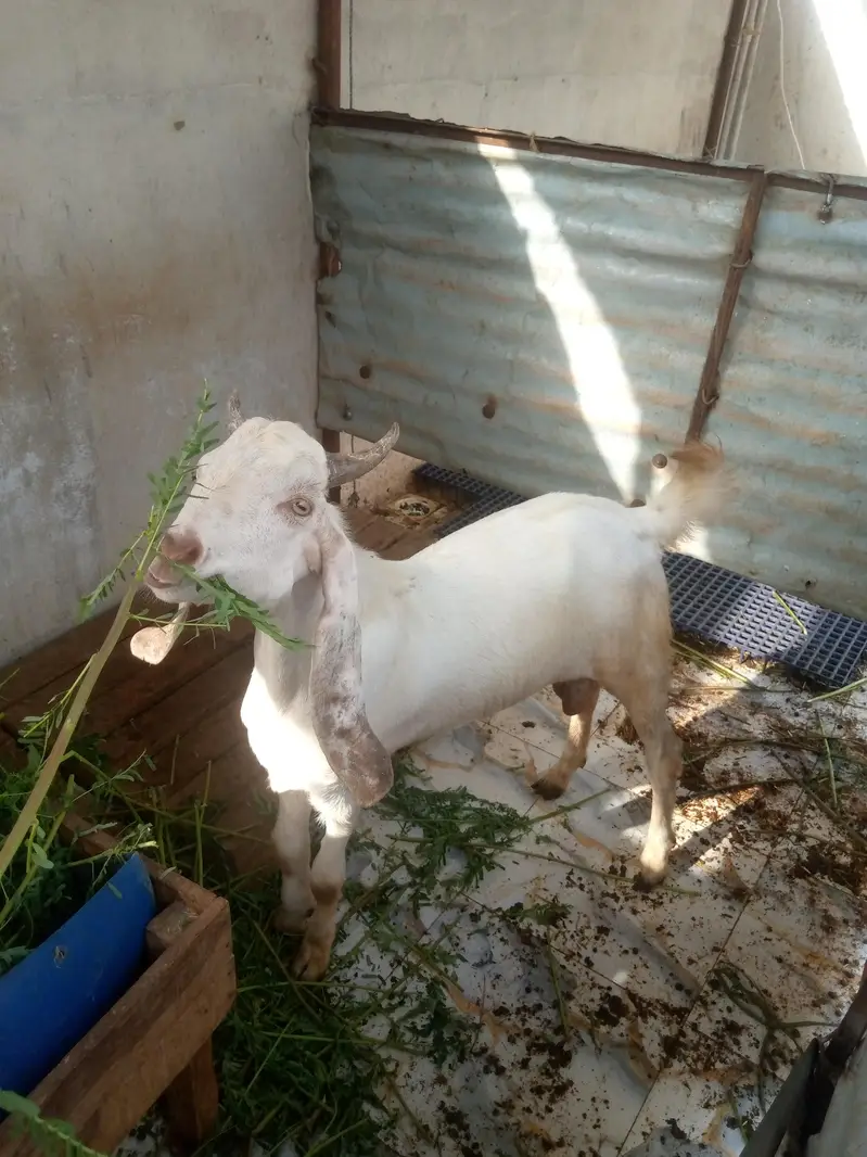 Desi Bakra — photo 2