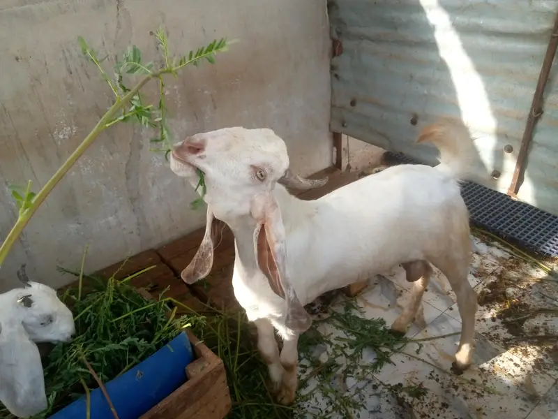 Desi Bakra — photo 3