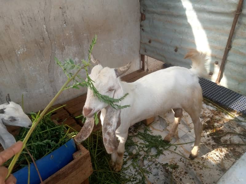 Desi Bakra 3