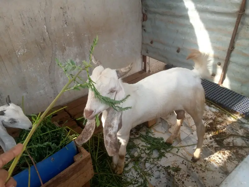 Desi Bakra — photo 4