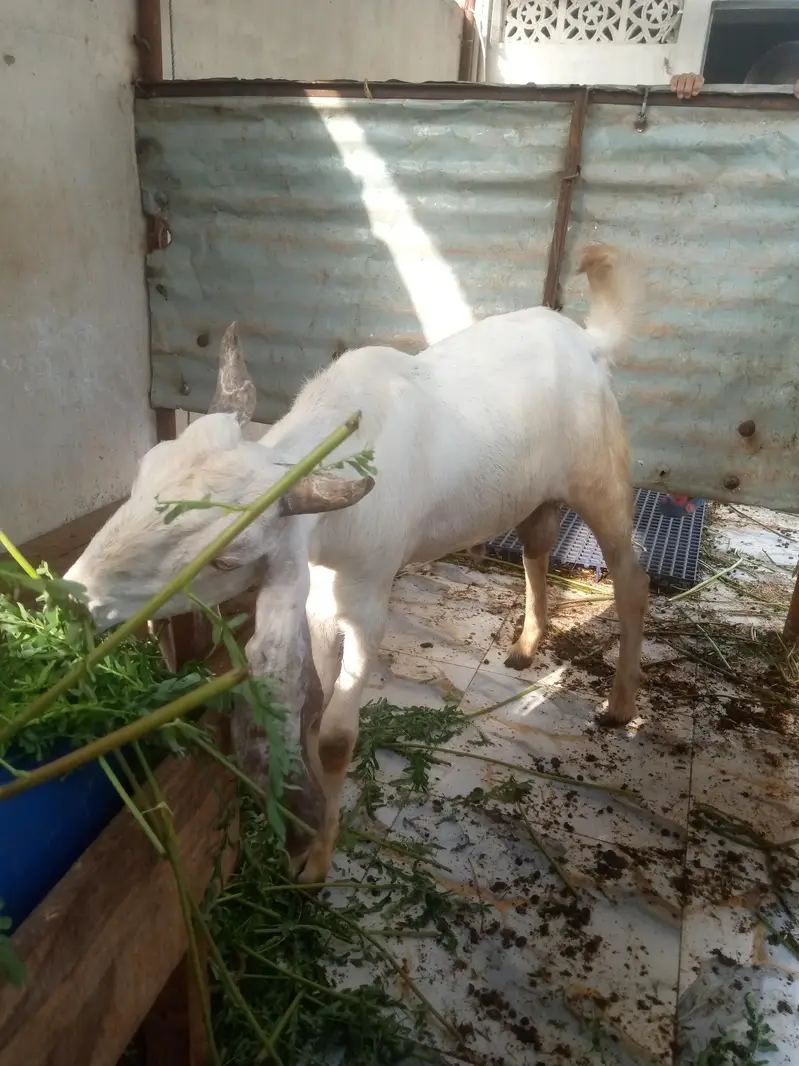 Desi Bakra — photo 5