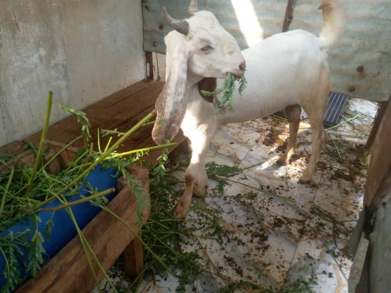 Desi Bakra 5